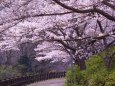 川淵の桜