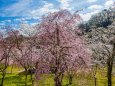 卯辰山公園の桜 
