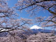 富士北麓の春