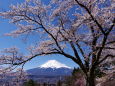 春の富士北麓