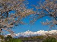 神通川水辺プラザの桜