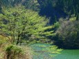 竜ヶ鼻湖の新緑