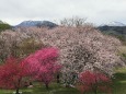 千曲川河川敷の桜と花桃
