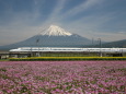 レンゲ畑から望む富士山と新幹線