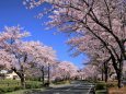 平泉 県道300号線の桜並木