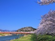 桧木内川堤の桜並木2