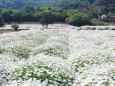 白のマーガレット畑