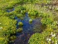 池ヶ原湿原の水芭蕉と立金花