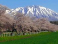 岩手山~桜~