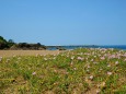 三里浜に咲くハマヒルガオ