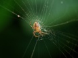 蜘蛛の巣とその主
