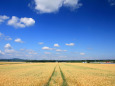 小麦畑に続く道