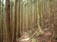 檜の小道