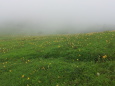 霧降高原のニッコウキスゲ1