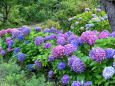里山に咲いていた紫陽花