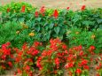 ベゴニア咲く花壇