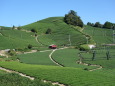 和束町 石寺の茶畑