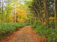 森閑～秋色の道