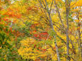 秋色鮮やか～恵庭渓谷の紅葉