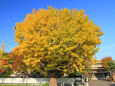 札幌の紅葉～イチョウの大木