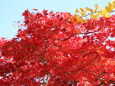 秋深し 檜原湖の紅葉