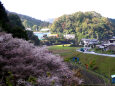 小原の四季桜