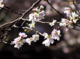 小原の四季桜