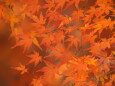 神代植物園の紅葉