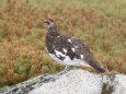 双六岳の雄雷鳥4