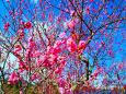東紀州の1月梅の花