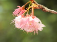椿寒桜 