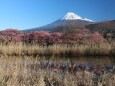 河津桜越しに見る富士山
