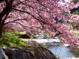 渓流に満開の河津桜