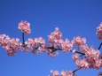 青空の河津桜