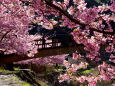 咲きほこる河津桜