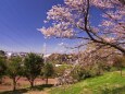 春の新羽丘陵公園