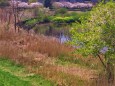 春の鶴見川