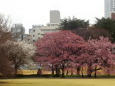 桜咲く新宿御苑