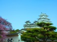 桜の姫路城