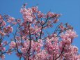 陽光桜が満開