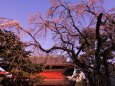 増上寺山門の桜
