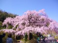 満開の江戸桜