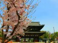 桜の仁和寺