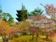 桜の仁和寺