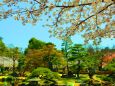 桜の鶴舞公園