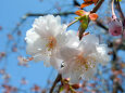 正福寺桜 複数めしべの八重咲