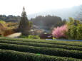 春、山の茶畑