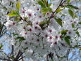 日比谷公園の桜