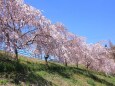 運動公園の垂れ桜