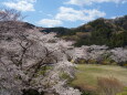 里山の桜